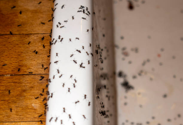 Best Emergency Pest Control  in Waymart, PA