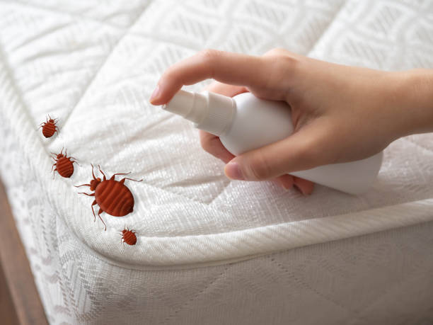 Best Termite Control Services  in Waymart, PA
